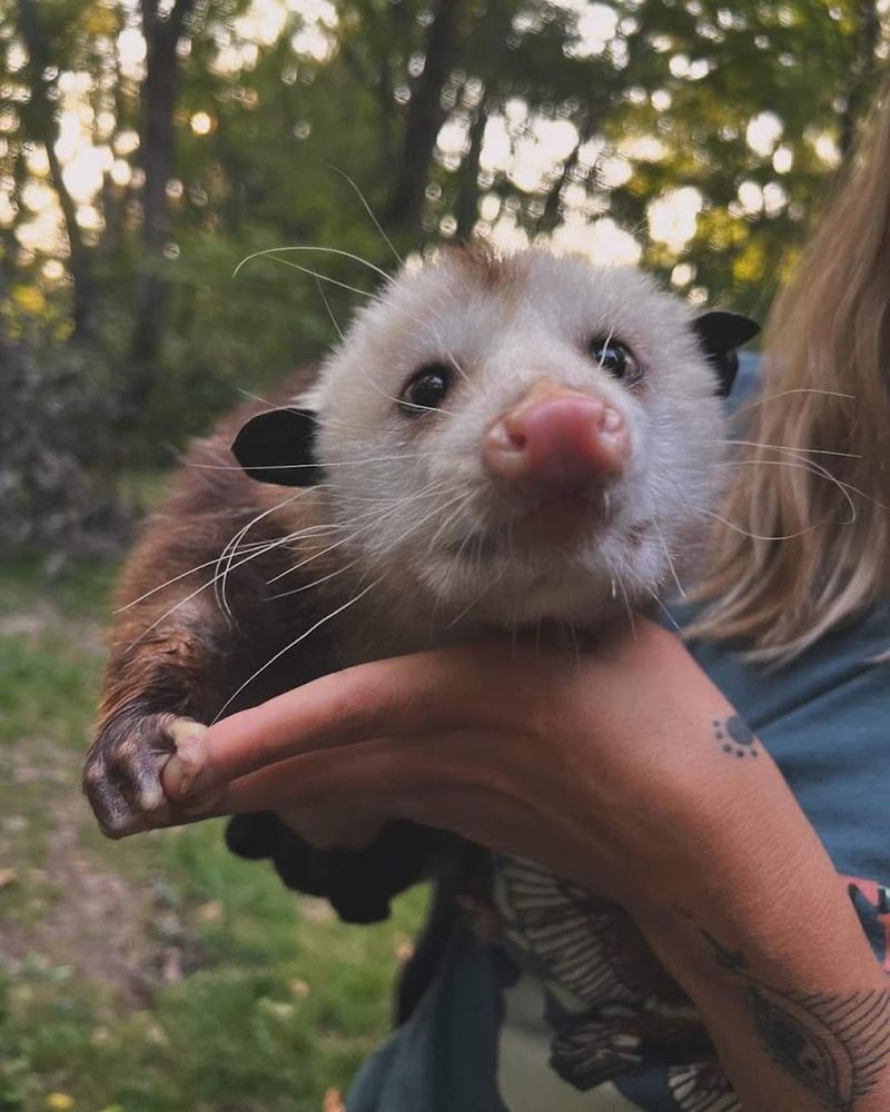 Humane Indiana Wildlife Rehabilitation and Education Center