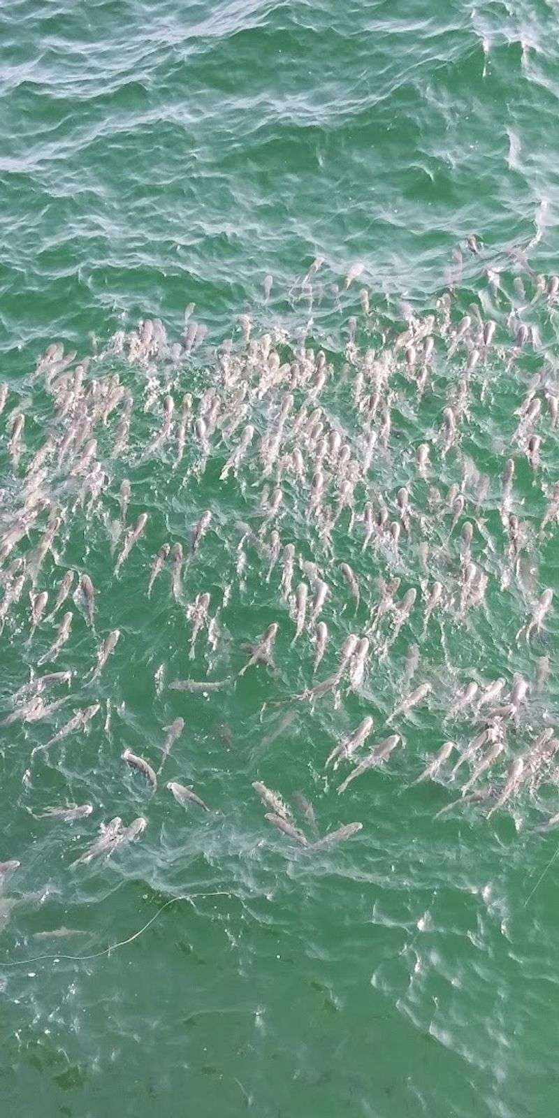 Incredible Wildlife Sightings Right Beneath Your Feet