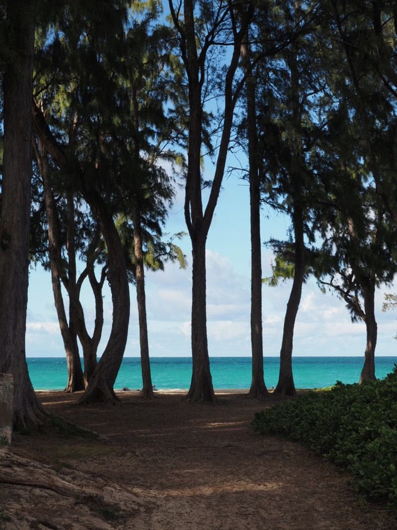 Ironwood Trees and the Shade That Changes Everything Ironwood Trees and the Shade That Changes Everything