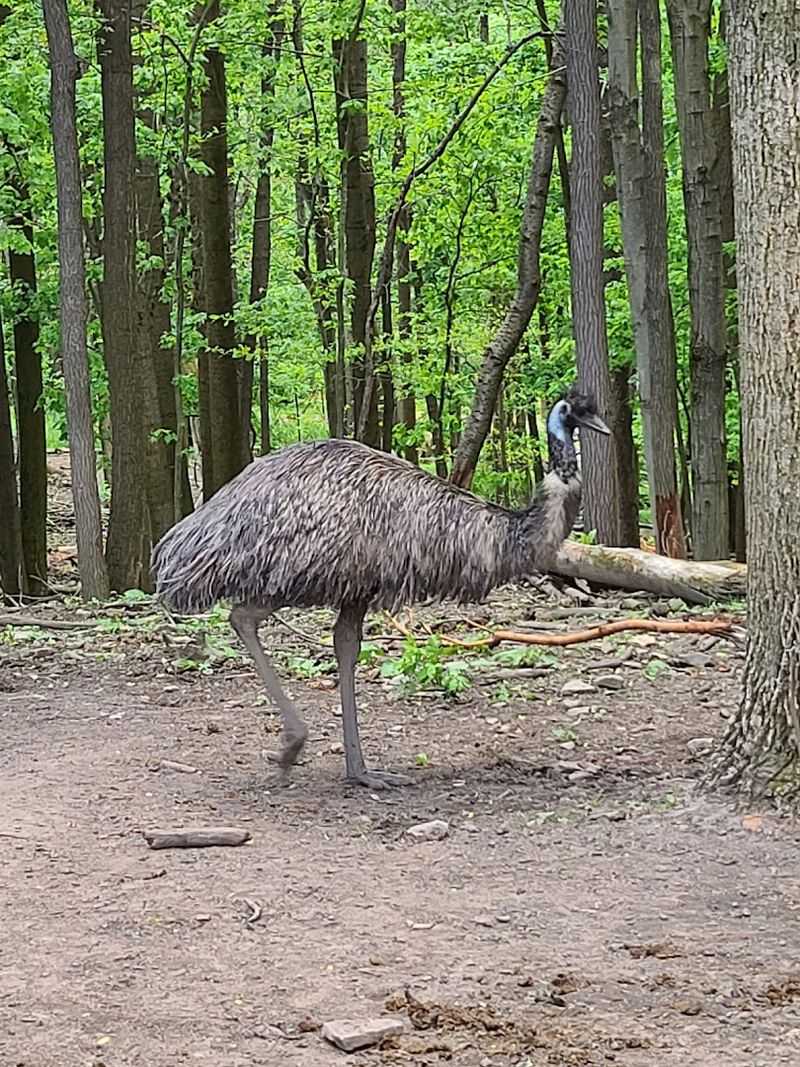 Is This a Zoo or a Backyard Safari? Is This a Zoo or a Backyard Safari?