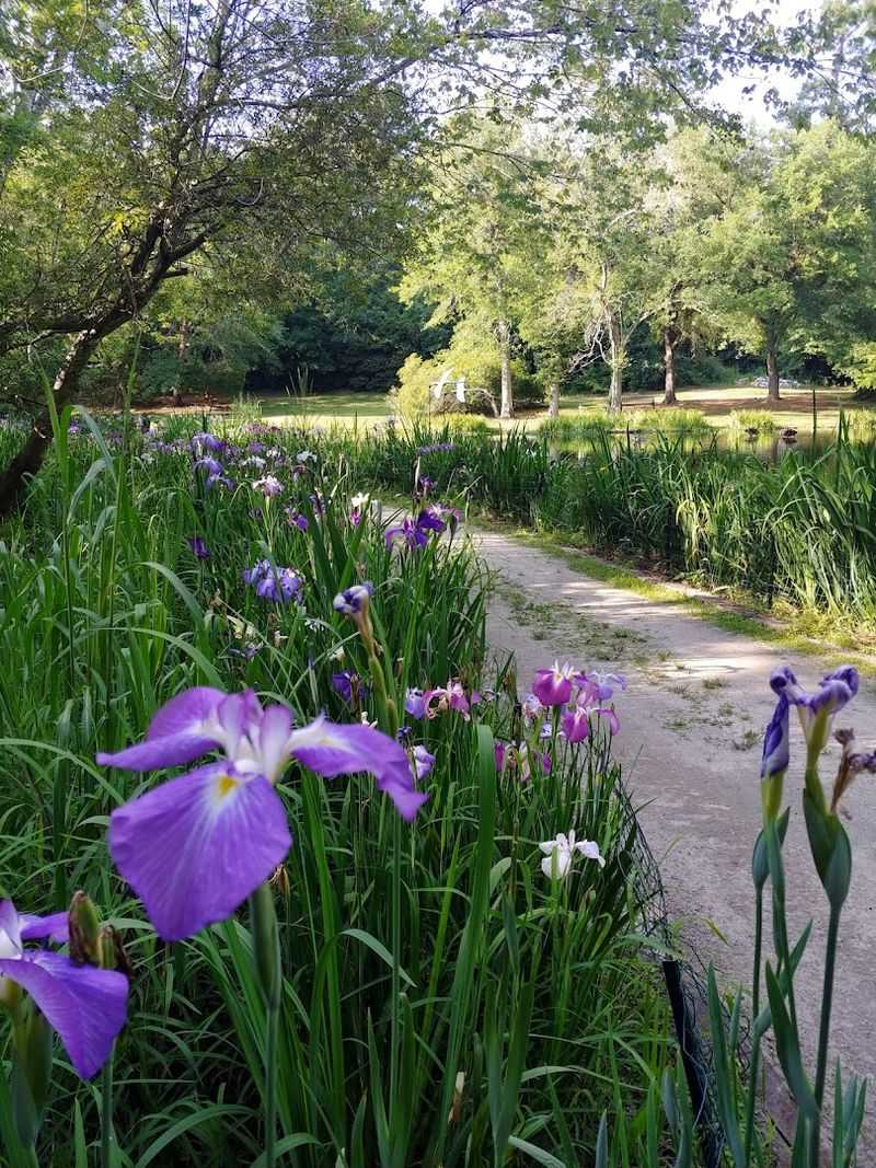 Japanese Irises That Blanket the Water in Color Every Spring