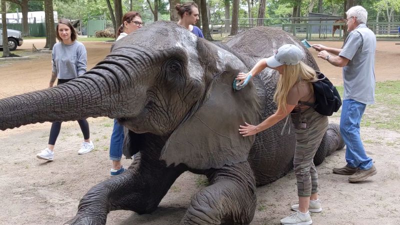 Jeanie, the Playful and Heavy-Hearted Gentle Giant