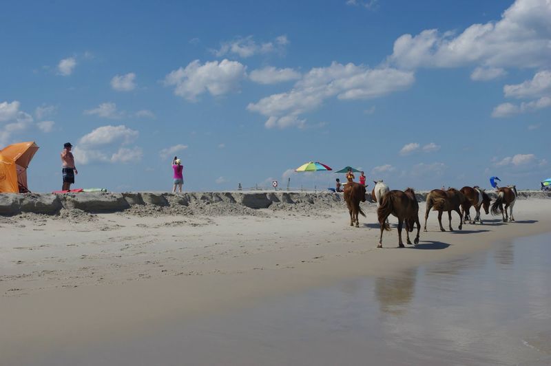 Joining the Famous Annual Pony Swim Spectacle Joining the Famous Annual Pony Swim Spectacle