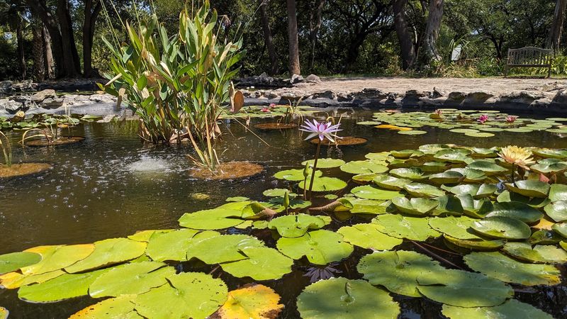 Koi Ponds Shaped Like Flowers