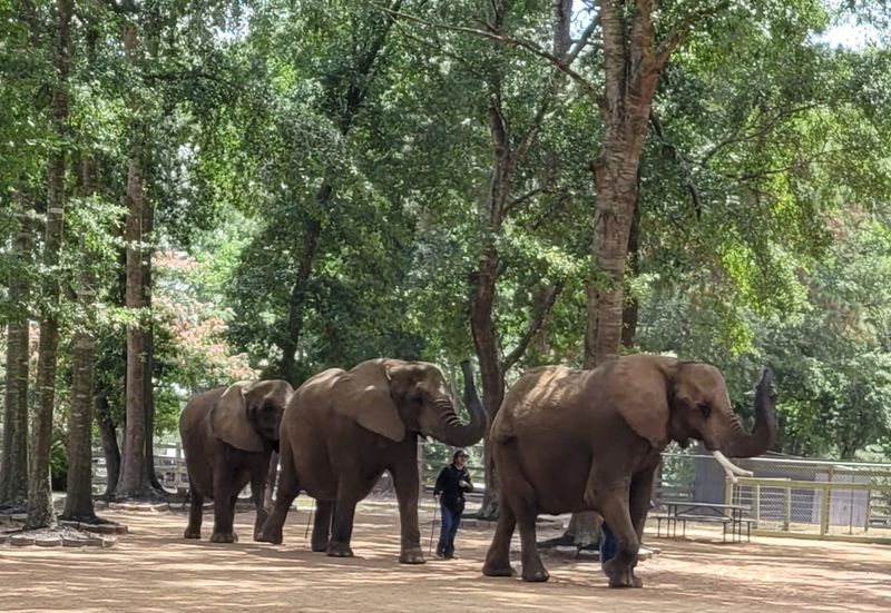 Krissy, the Smallest Elephant with a Big Personality