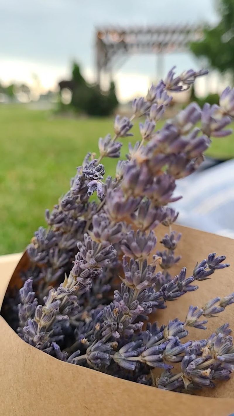Lavender-Infused Treats and a Boutique Worth Browsing