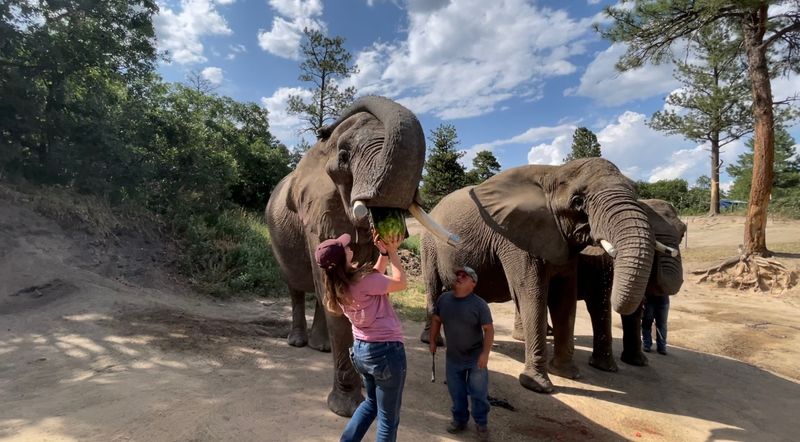 Learning About Elephant Conservation and Husbandry