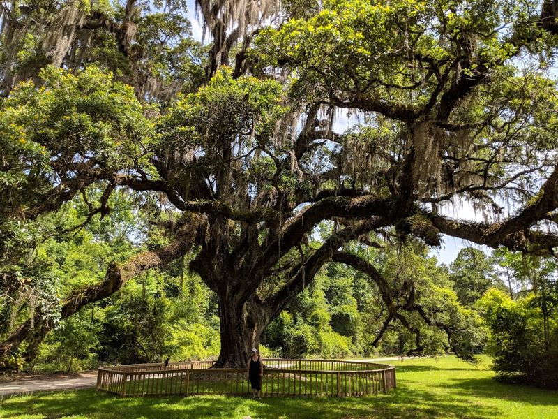 Legends and Whispers of the Jury Oak