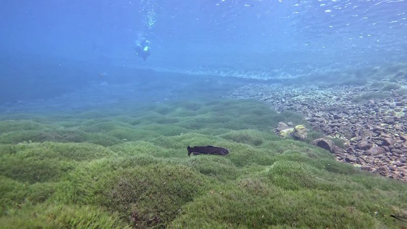 Life Beneath the Surface, A Hidden Ecosystem Life Beneath the Surface, A Hidden Ecosystem