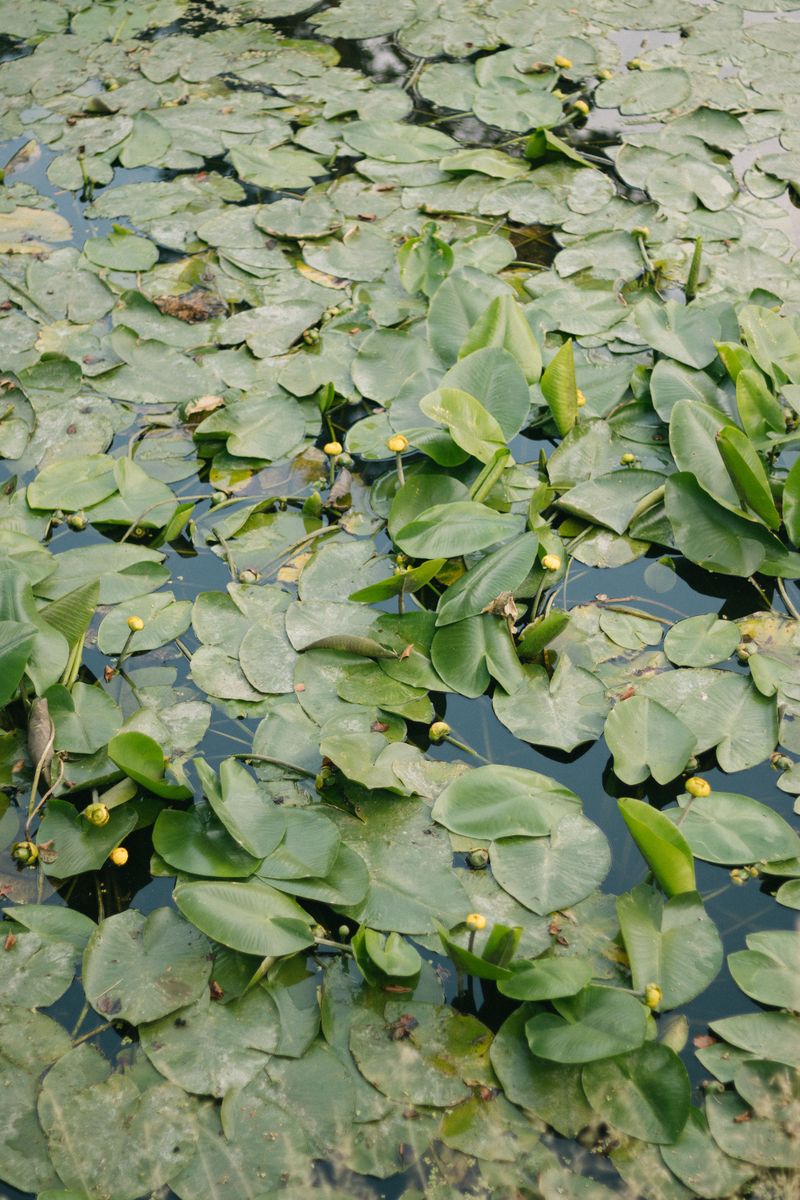 Lily Pad Marshes That Feel Like a Hidden World Lily Pad Marshes That Feel Like a Hidden World