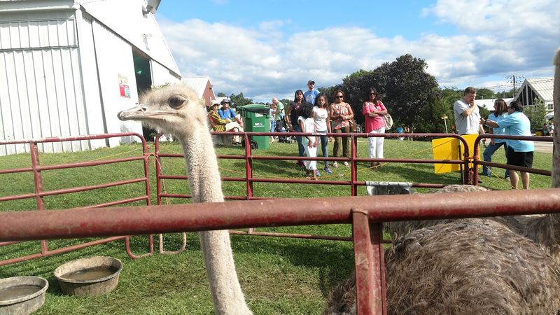 Livestock Competitions That Connect Visitors to Real Farm Life Livestock Competitions That Connect Visitors to Real Farm Life