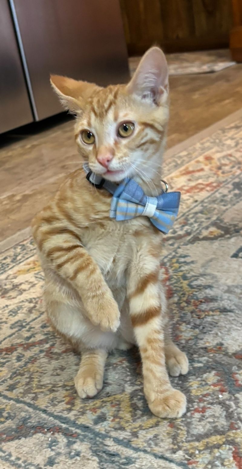 Make Time for the Special Needs Cats Here