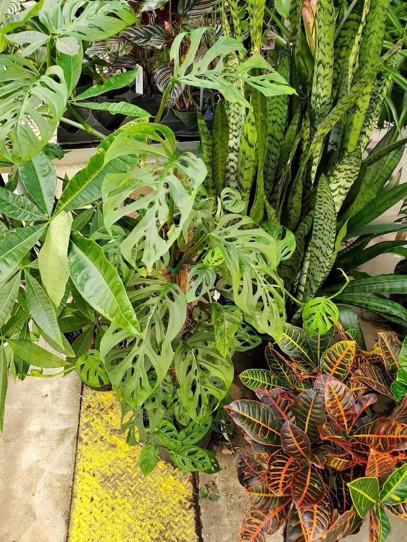 Make Time for the Tropical and Specialty Plant Collection