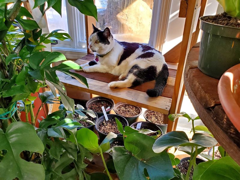 Make Time to Meet the Famous Store Cat