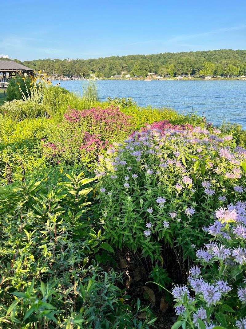 Make Your Yard Water-Smart With Low-Maintenance Natives