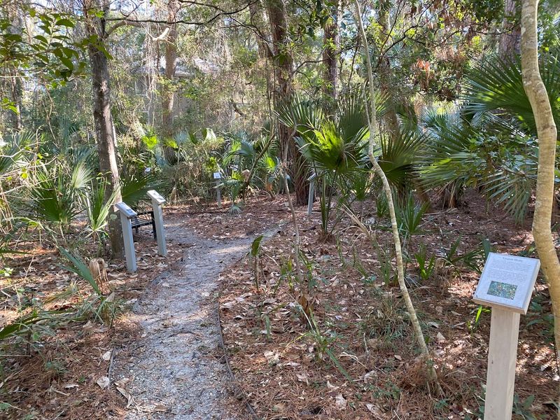 Maritime Forest Trails That Keep Things Interesting Between Beach Days Maritime Forest Trails That Keep Things Interesting Between Beach Days