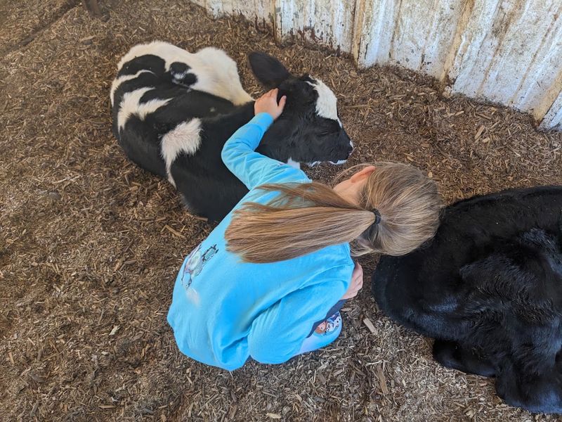 Meeting The Baby Calves