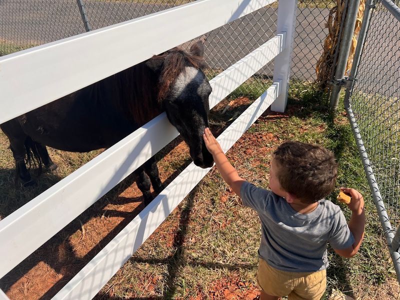 Meeting The Barnyard Buddies Meeting The Barnyard Buddies
