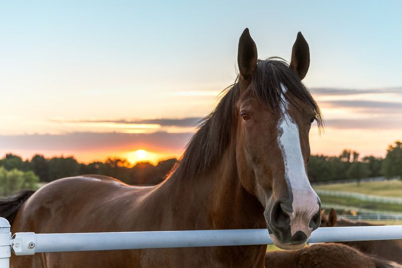 Meeting The Clydesdales Up Close