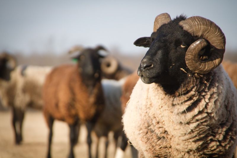 Meeting The Flock Up Close