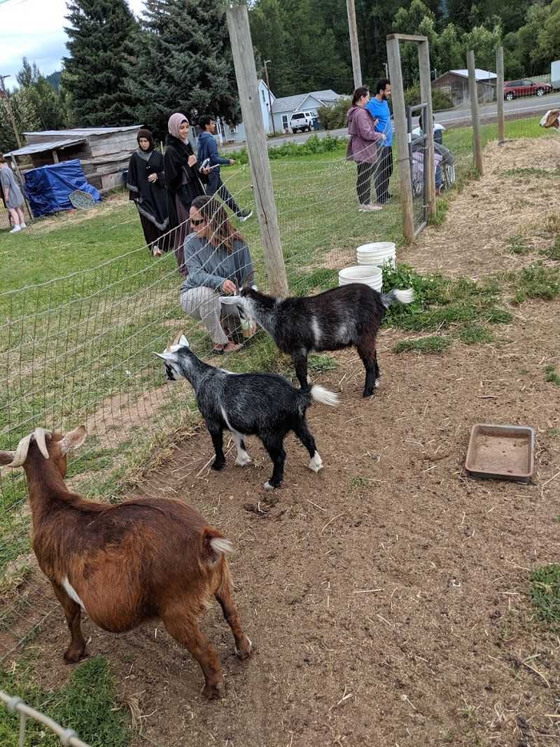 Meeting the Goats Up Close Meeting the Goats Up Close