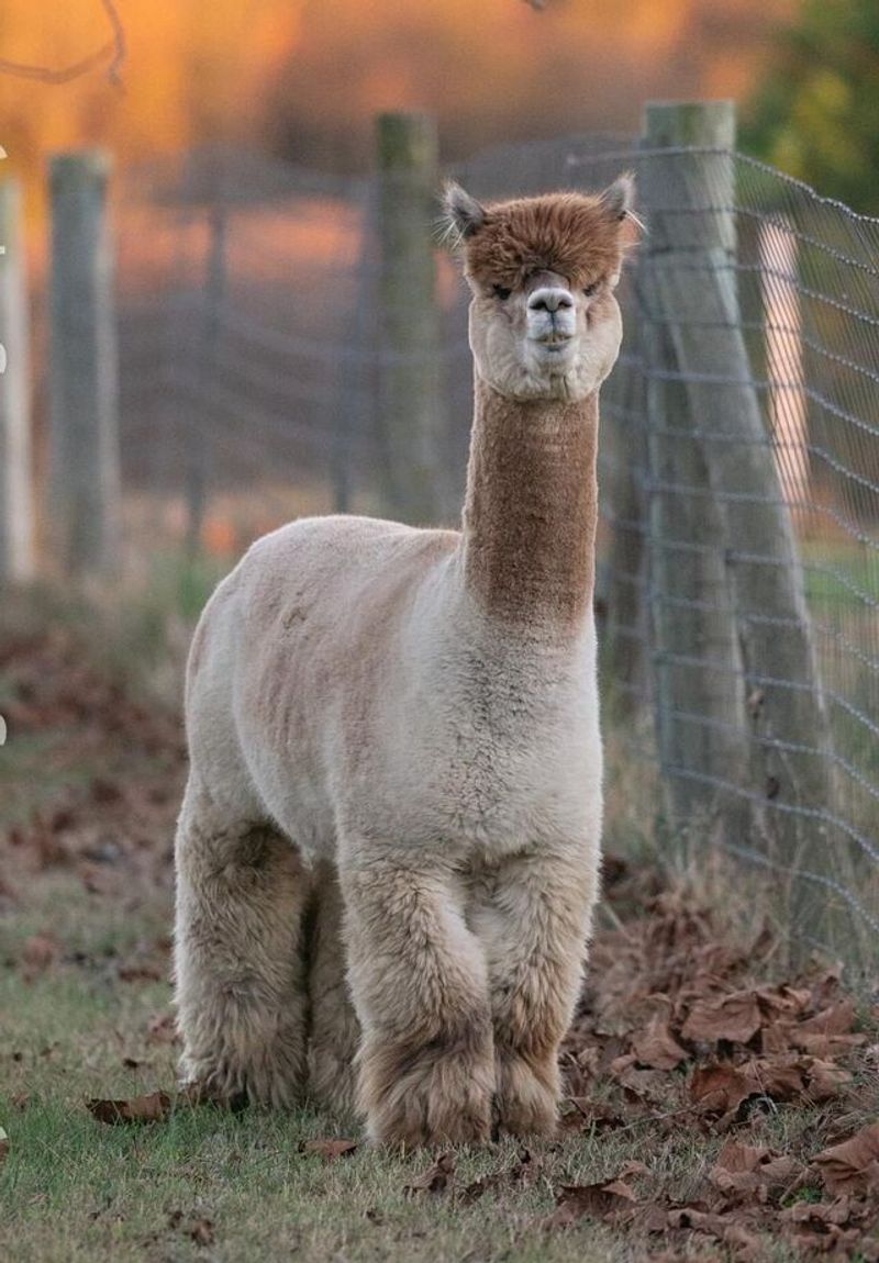Meeting the Huacaya Alpacas Up Close and Personal Meeting the Huacaya Alpacas Up Close and Personal