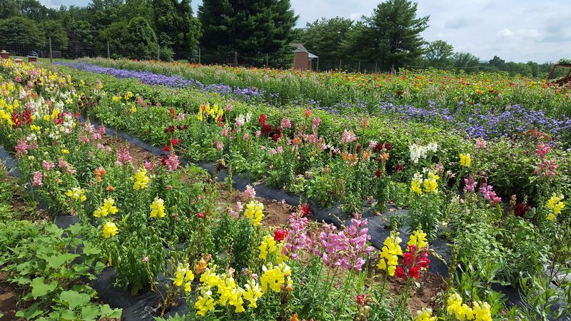 Melick's Town Farm Melick's Town Farm