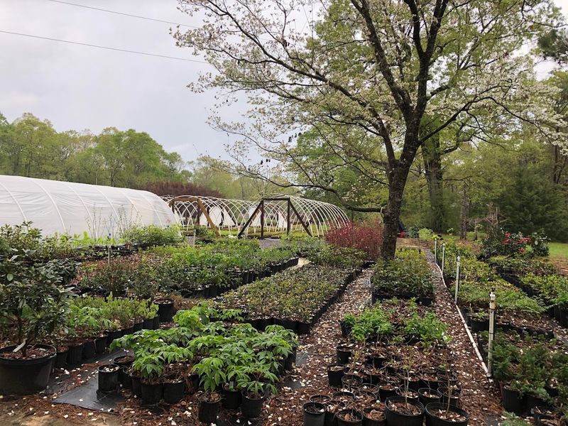 Native Plants That Genuinely Belong in Your Alabama Garden Native Plants That Genuinely Belong in Your Alabama Garden