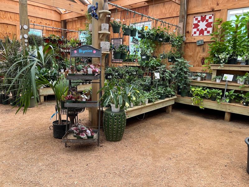 Native Plants and Hard-to-Find Varieties Worth Seeking Out