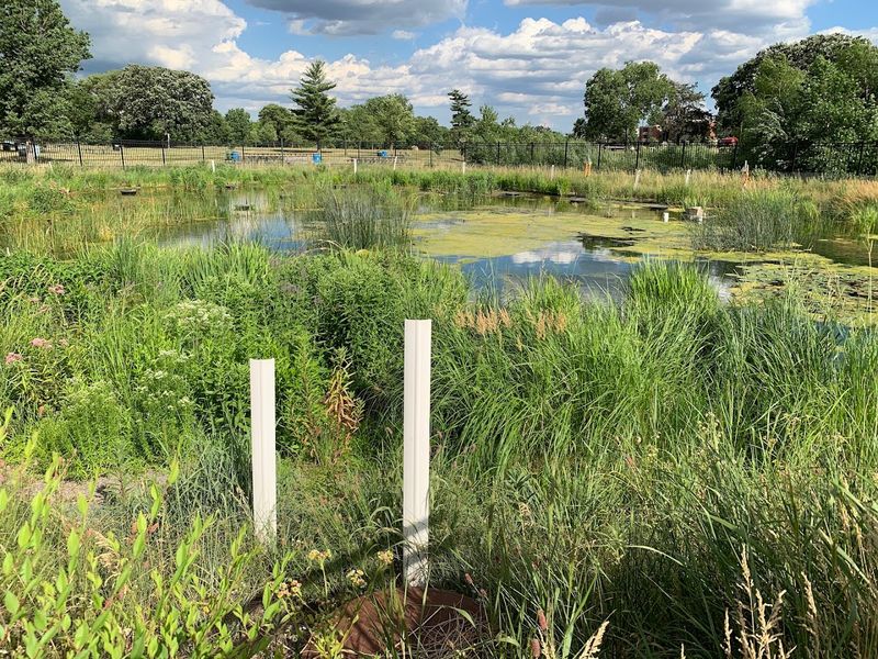 Native Plants and Wildlife That Surround the Pool
