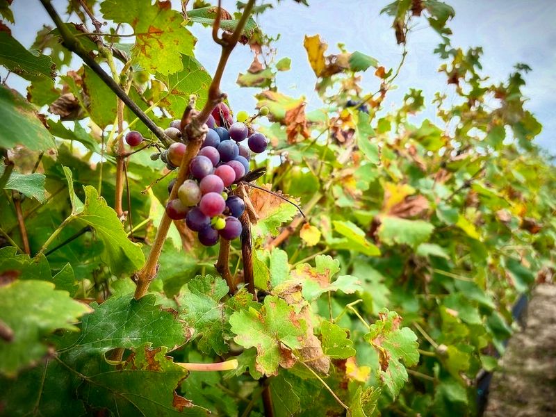 Nearby Wineries Worth the Short Drive