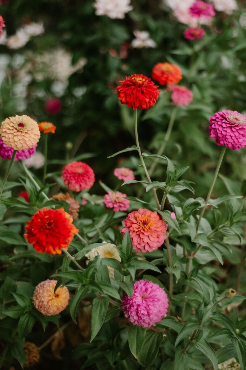 Nellie's Flower Farm