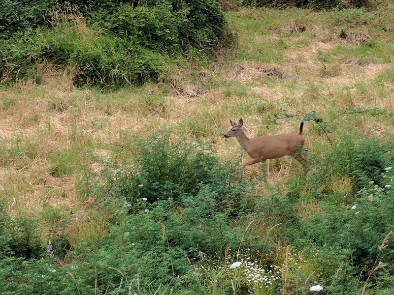 Oak Savannas, Wildflower Meadows, and Rare Habitats Oak Savannas, Wildflower Meadows, and Rare Habitats