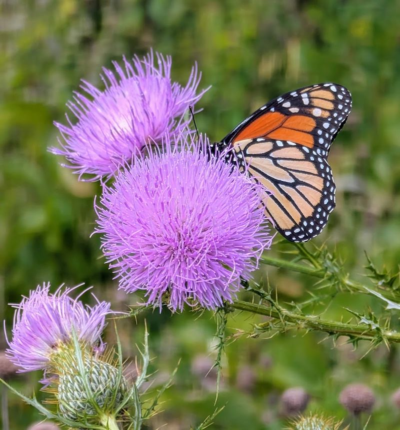 Observe Diverse Wildlife and Wildflowers
