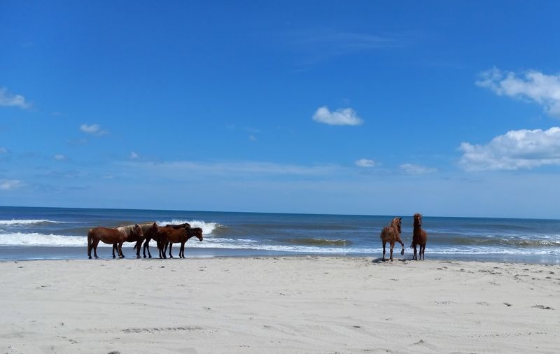 Off the Grid Living, What Carova Beach Offers Instead of Convenience
