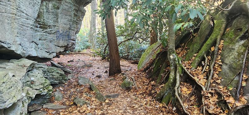 Old-Growth Forest That Earns Every Step