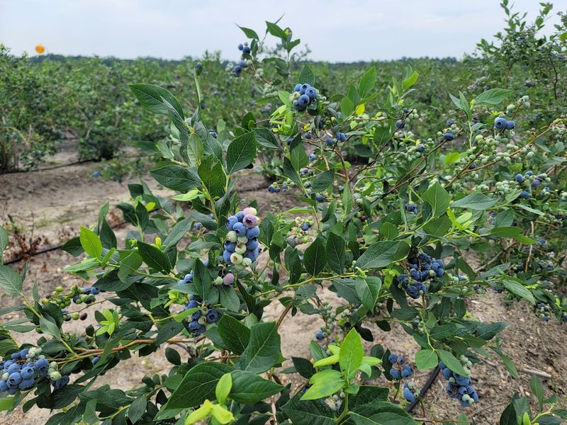 One Farm Where Blueberry Season Still Feels Special