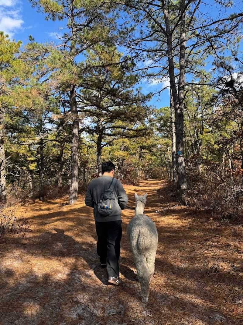 One Mile of Fresh Air and Alpaca Charm One Mile of Fresh Air and Alpaca Charm
