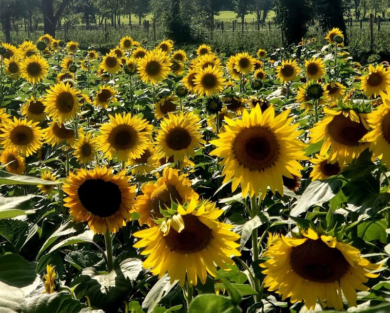 One Of New Jersey's Biggest And Brightest Farm Attractions One Of New Jersey's Biggest And Brightest Farm Attractions
