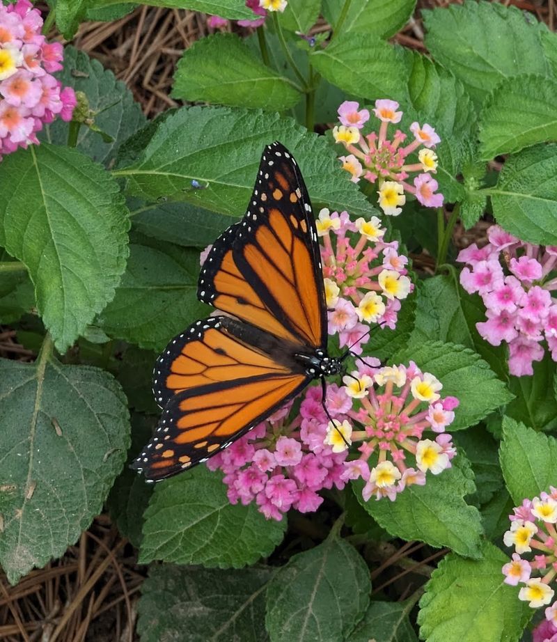 Over 1,000 Native Butterflies Fill the Air Around You