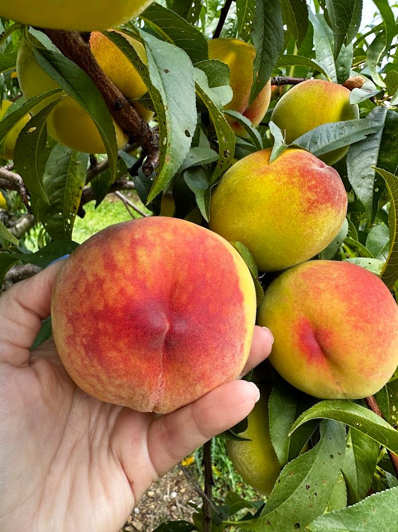 Over 250 Crops And 372 Acres Of Preserved Land