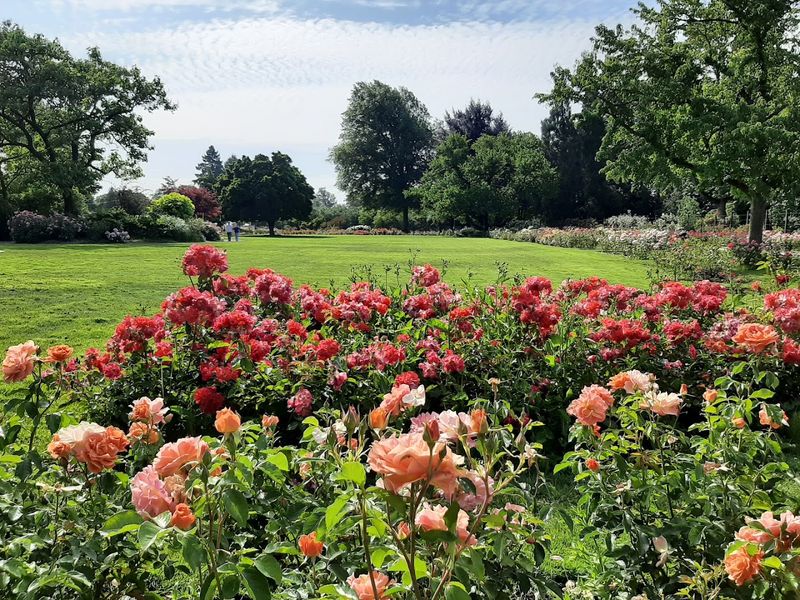 Over 4,000 Rose Bushes and Hundreds of Varieties Over 4,000 Rose Bushes and Hundreds of Varieties
