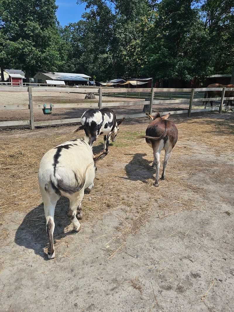 Over 600 Animals Calling This Place Home Over 600 Animals Calling This Place Home