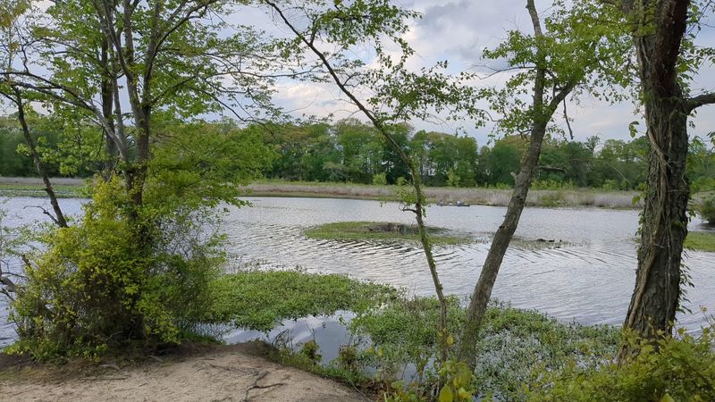 Paddling Tuckahoe Creek, Where Wildlife Shows Up Without Being Asked