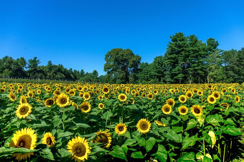 Parlee Farms in Tyngsborough, MA