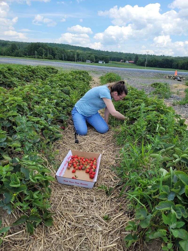 Peachblow Farm (Charlestown, NH) Peachblow Farm (Charlestown, NH)