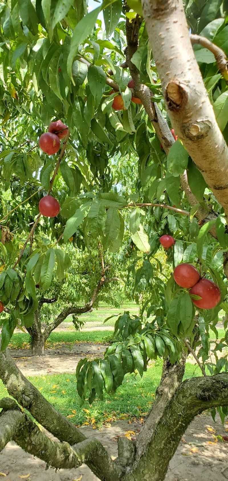 Peaches and Summer Tree Fruit Worth the Trip Alone
