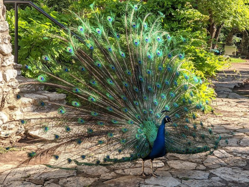 Peacocks Roaming Free and Completely Unbothered
