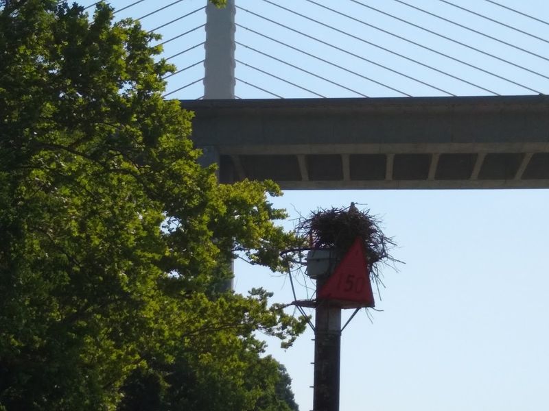 Peregrine Falcons Have Made This Bridge Their Home