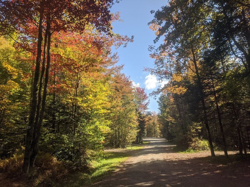 Pet-Friendly Paths and Four-Legged Fun Pet-Friendly Paths and Four-Legged Fun